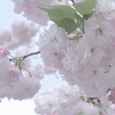 温泉福瑞交流群